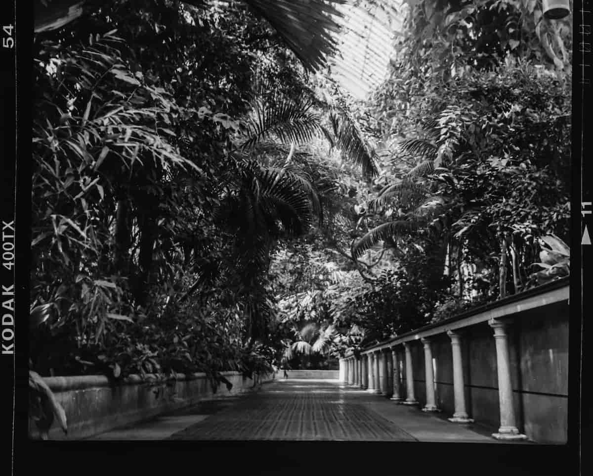 Kodak Tri-X 400: The Film That Changed Photography